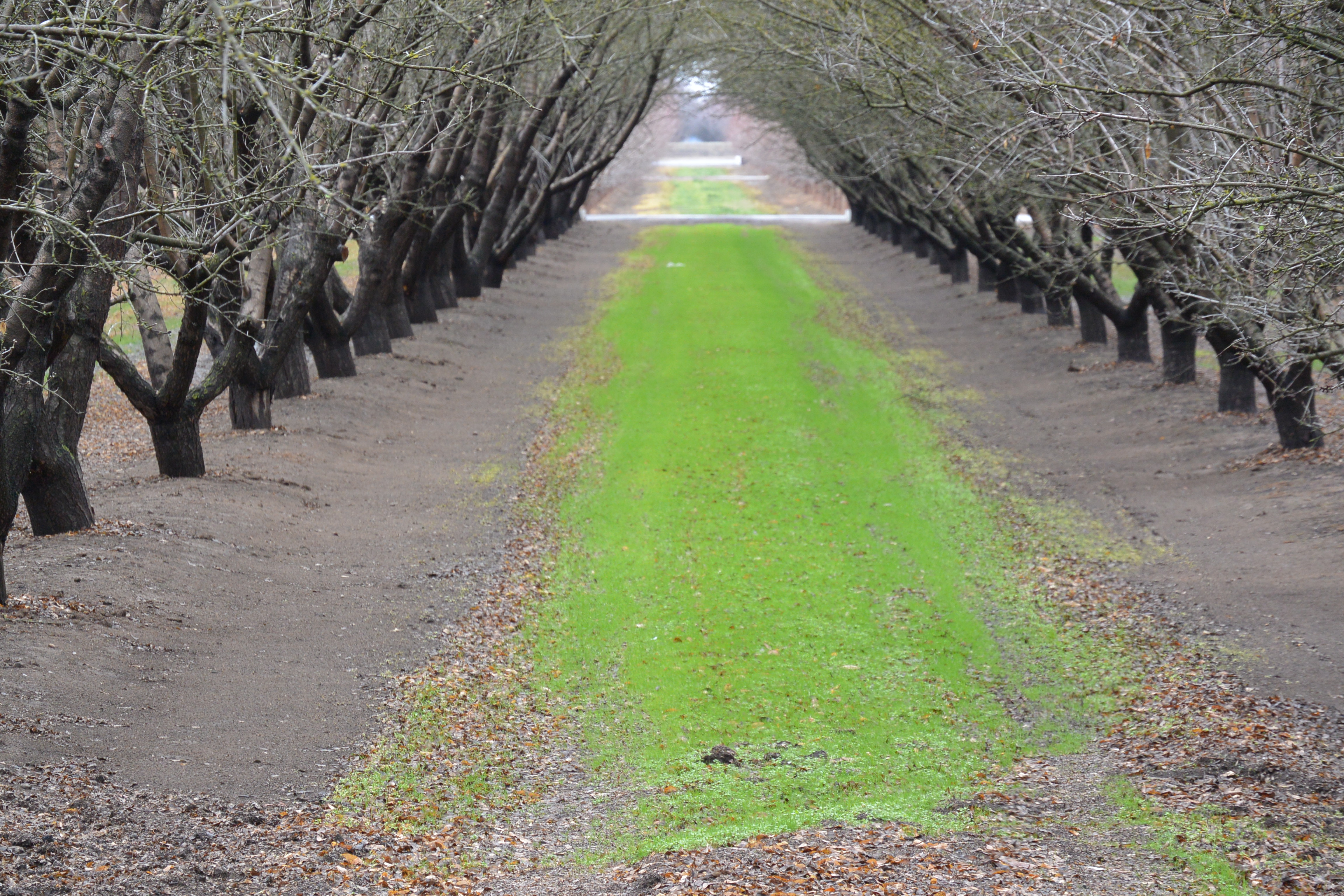 stone fruit in Clovis CA